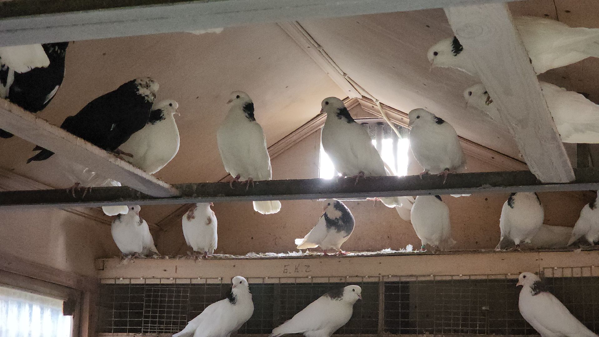 Переход через ЖД, Лобня, Строительство,