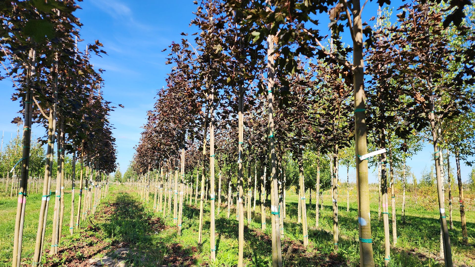 Бронницы, питомник растений, Сады Бэллы, Осенние работы в питомнике,