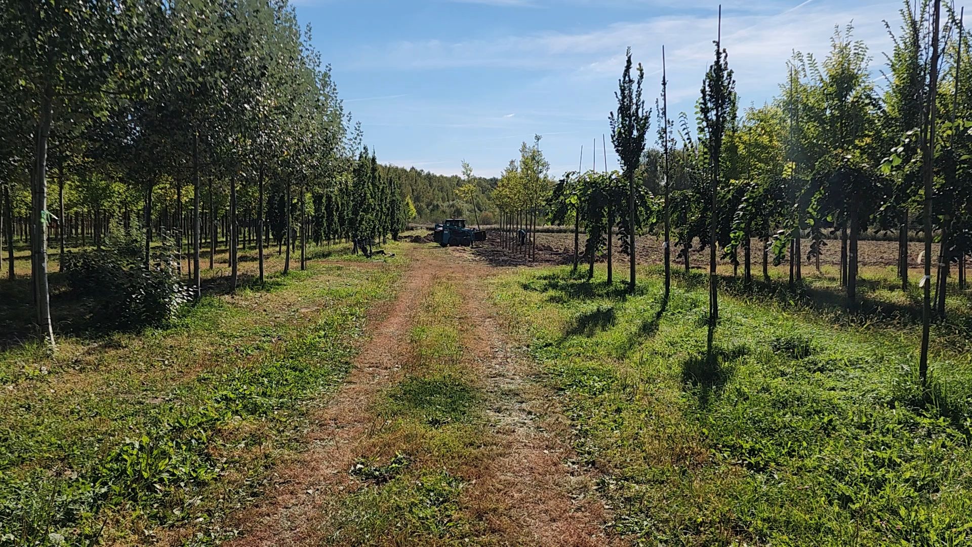 Бронницы, питомник растений, Сады Бэллы, Осенние работы в питомнике,