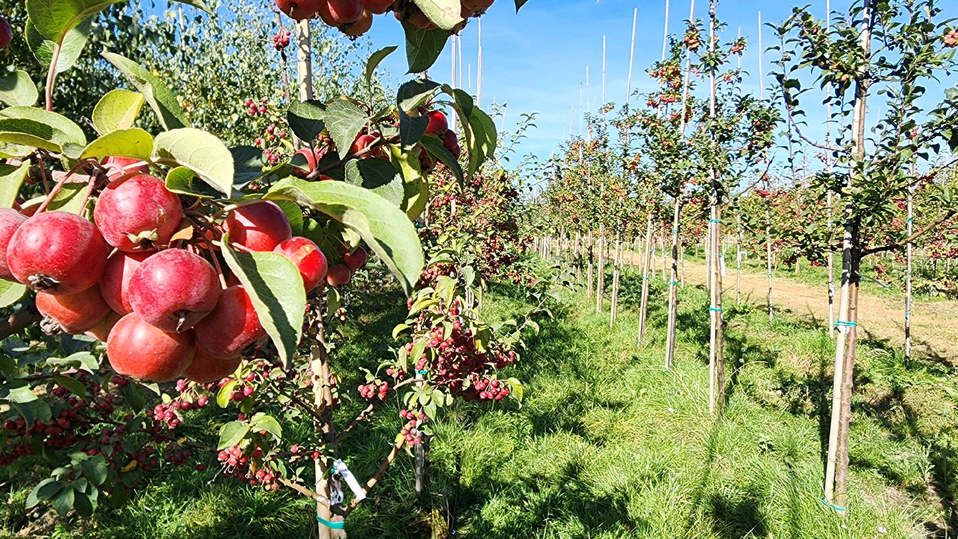 Бронницы, питомник растений, Сады Бэллы, Осенние работы в питомнике,
