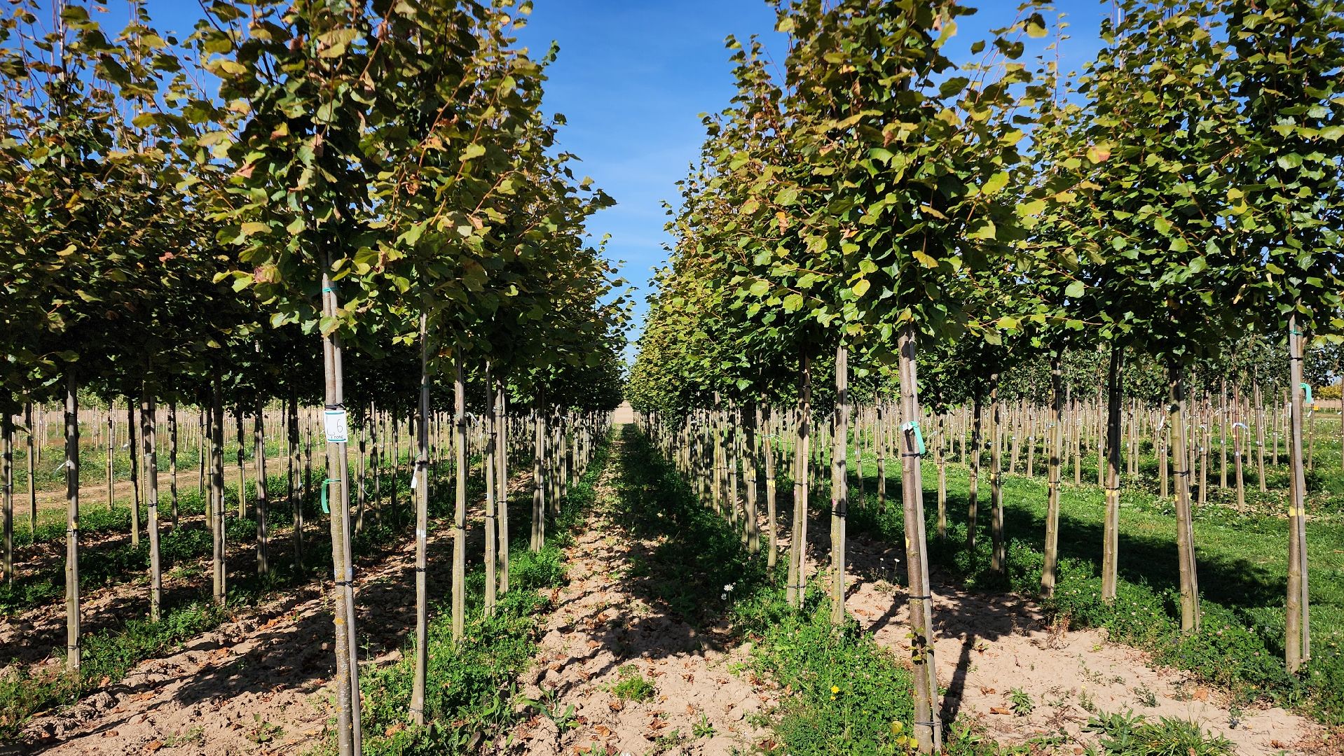 Бронницы, питомник растений, Сады Бэллы, Осенние работы в питомнике,