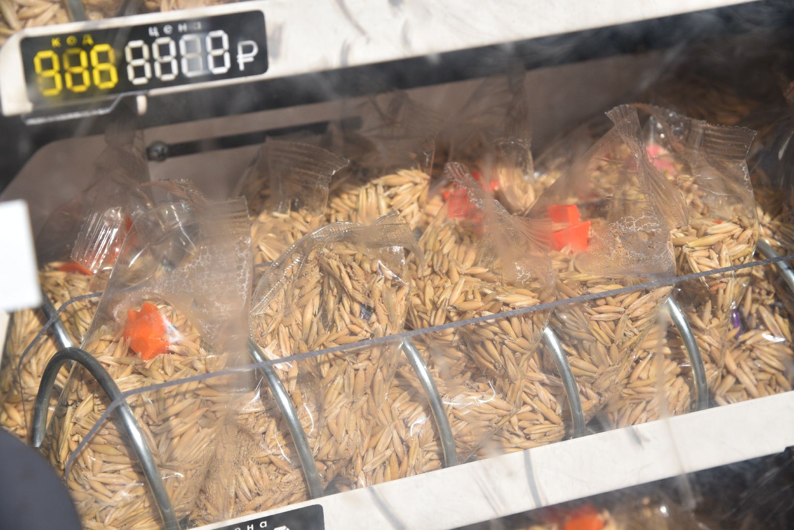 лотошино, лотошинский парк, утка, парки подмосковье,