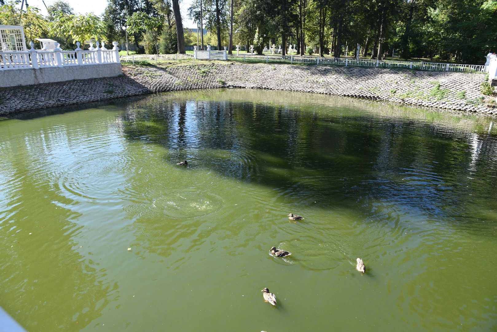 лотошино, лотошинский парк, утка, парки подмосковье,