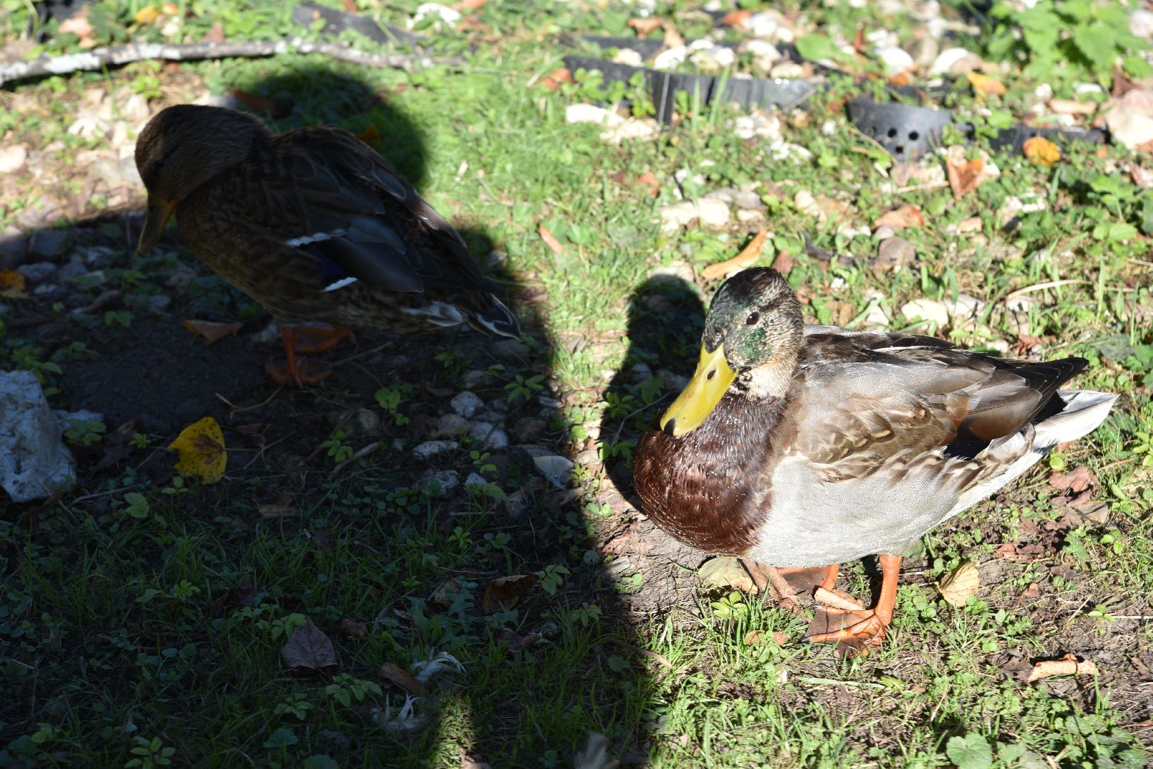 лотошино, лотошинский парк, утка, парки подмосковье,