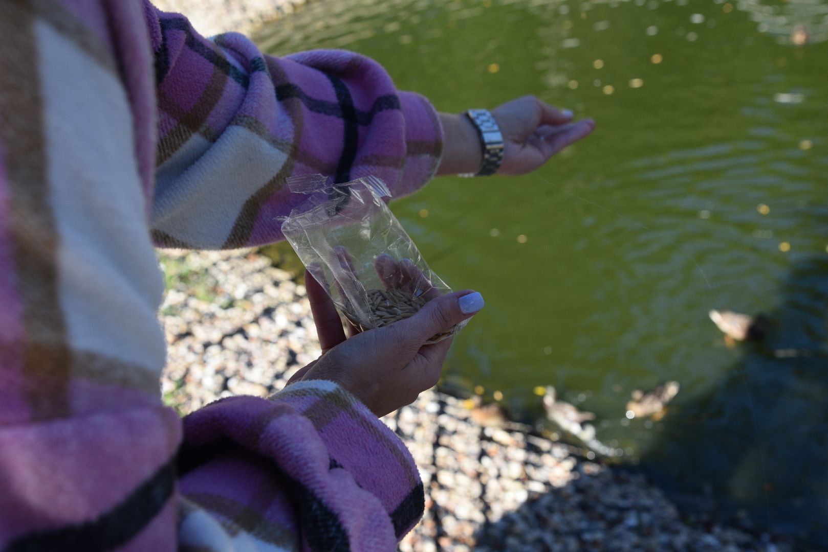 лотошино, лотошинский парк, утка, парки подмосковье,
