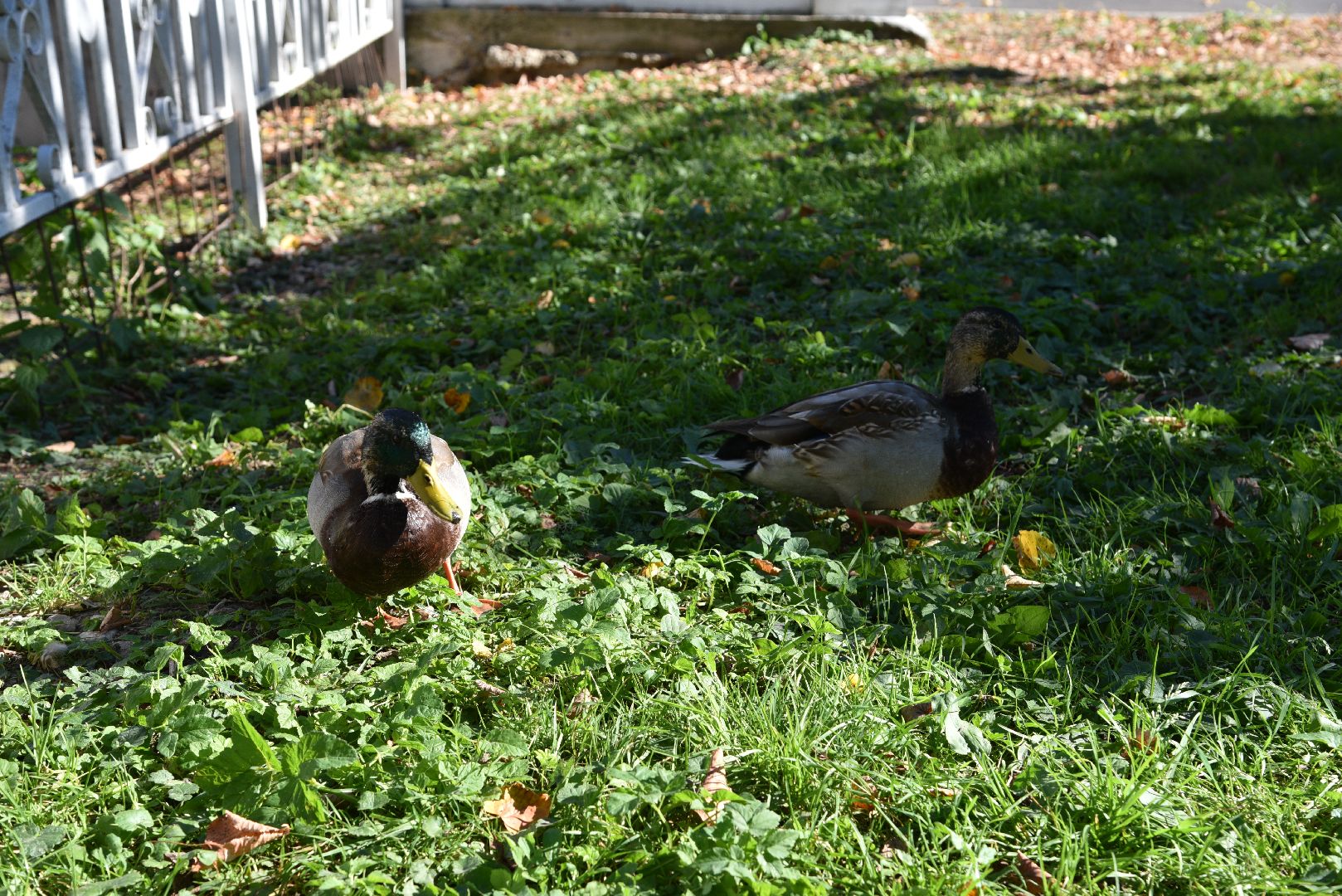 лотошино, лотошинский парк, утка, парки подмосковье,