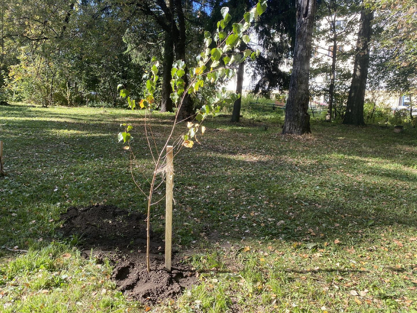 акция посадка деревьев, озеленение Власихи, День в лесу сохраним лес вместе, посади свое дерево, березовая роща Власиха,