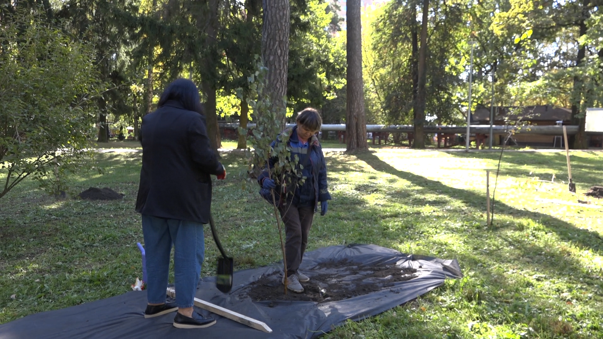 акция посадка деревьев, озеленение Власихи, День в лесу сохраним лес вместе, посади свое дерево, березовая роща Власиха,
