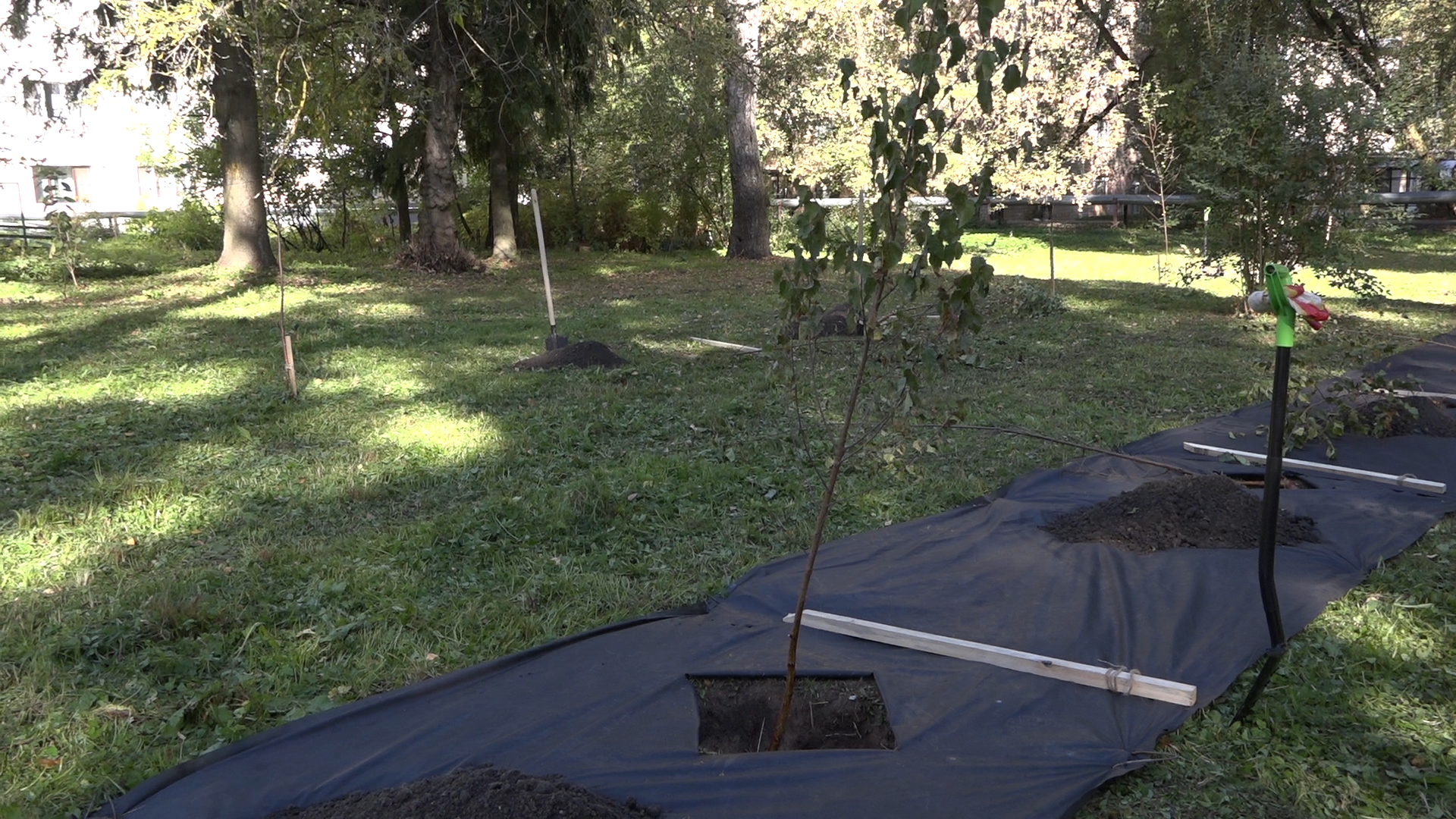 акция посадка деревьев, озеленение Власихи, День в лесу сохраним лес вместе, посади свое дерево, березовая роща Власиха,