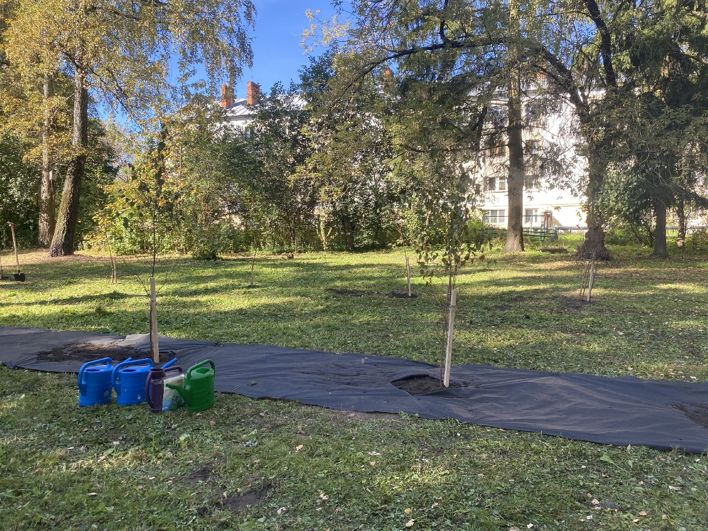 акция посадка деревьев, озеленение Власихи, День в лесу сохраним лес вместе, посади свое дерево, березовая роща Власиха,