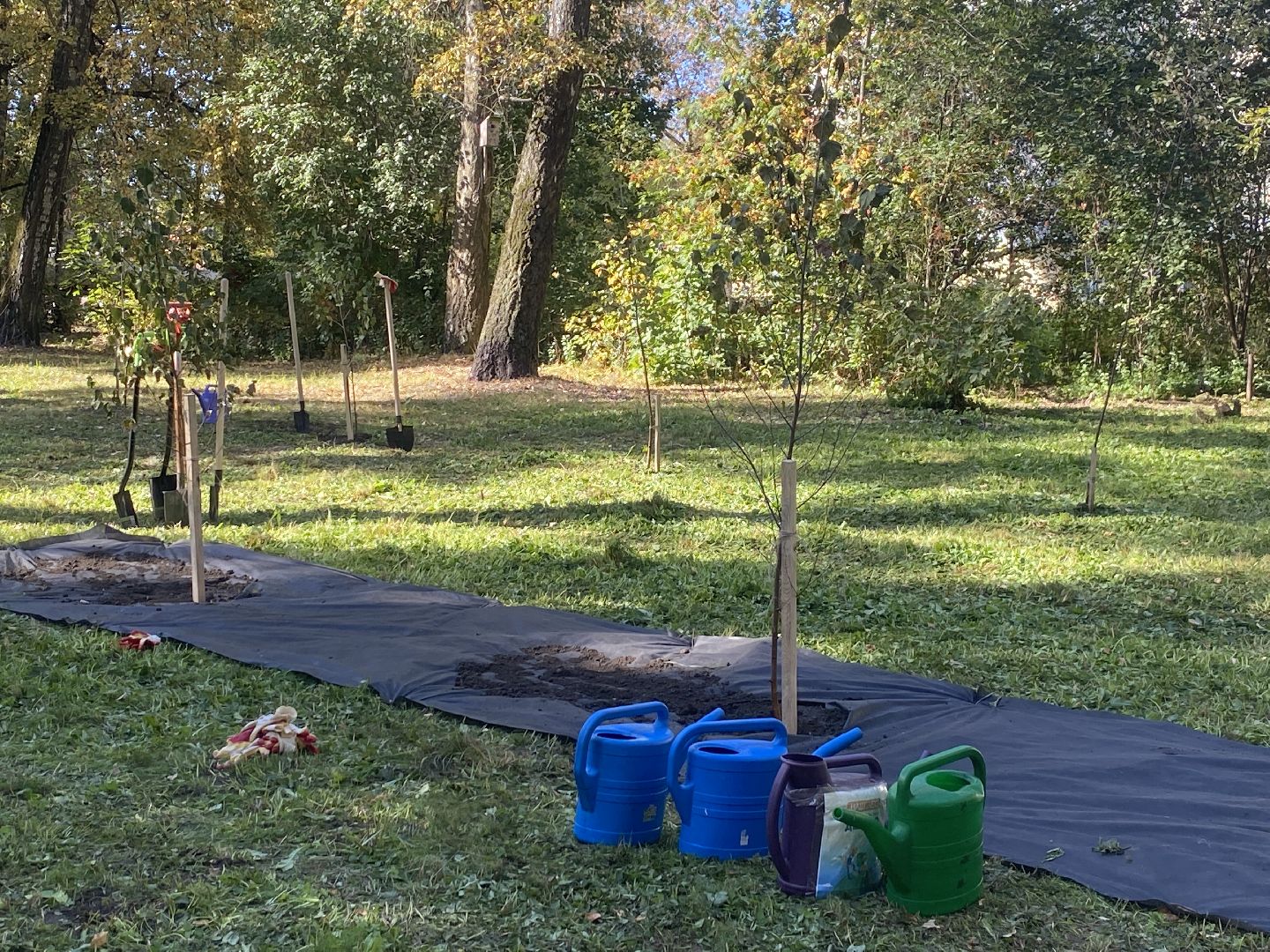акция посадка деревьев, озеленение Власихи, День в лесу сохраним лес вместе, посади свое дерево, березовая роща Власиха,