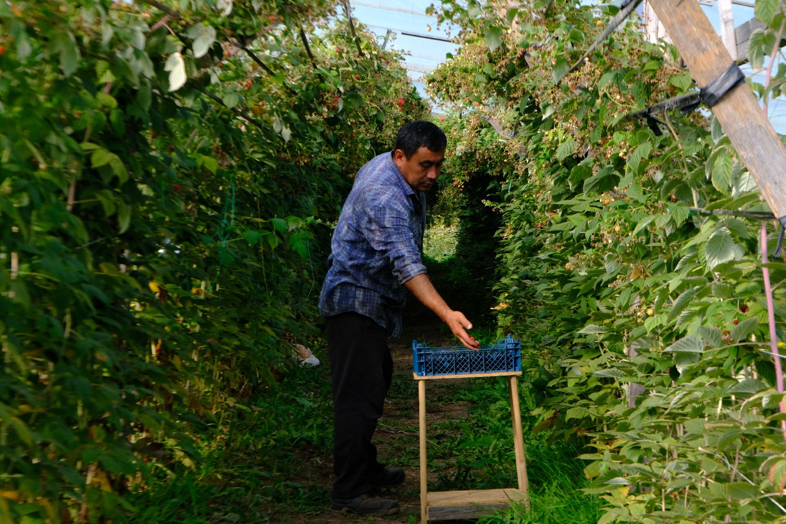 пущино, сельское хозяйство, малина, серпухов,
