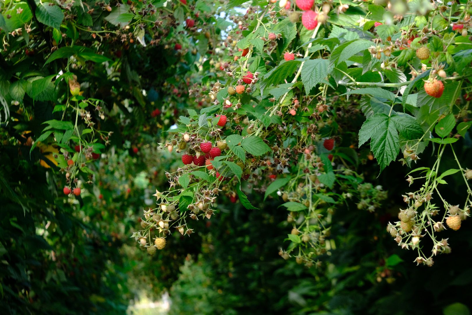 пущино, сельское хозяйство, малина, серпухов,