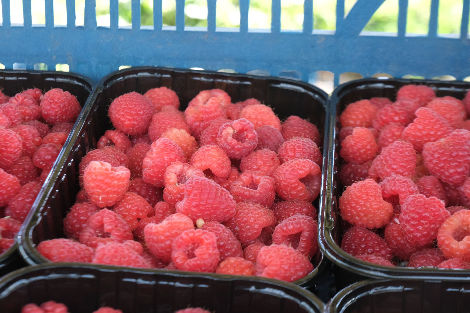 пущино, сельское хозяйство, малина, серпухов,