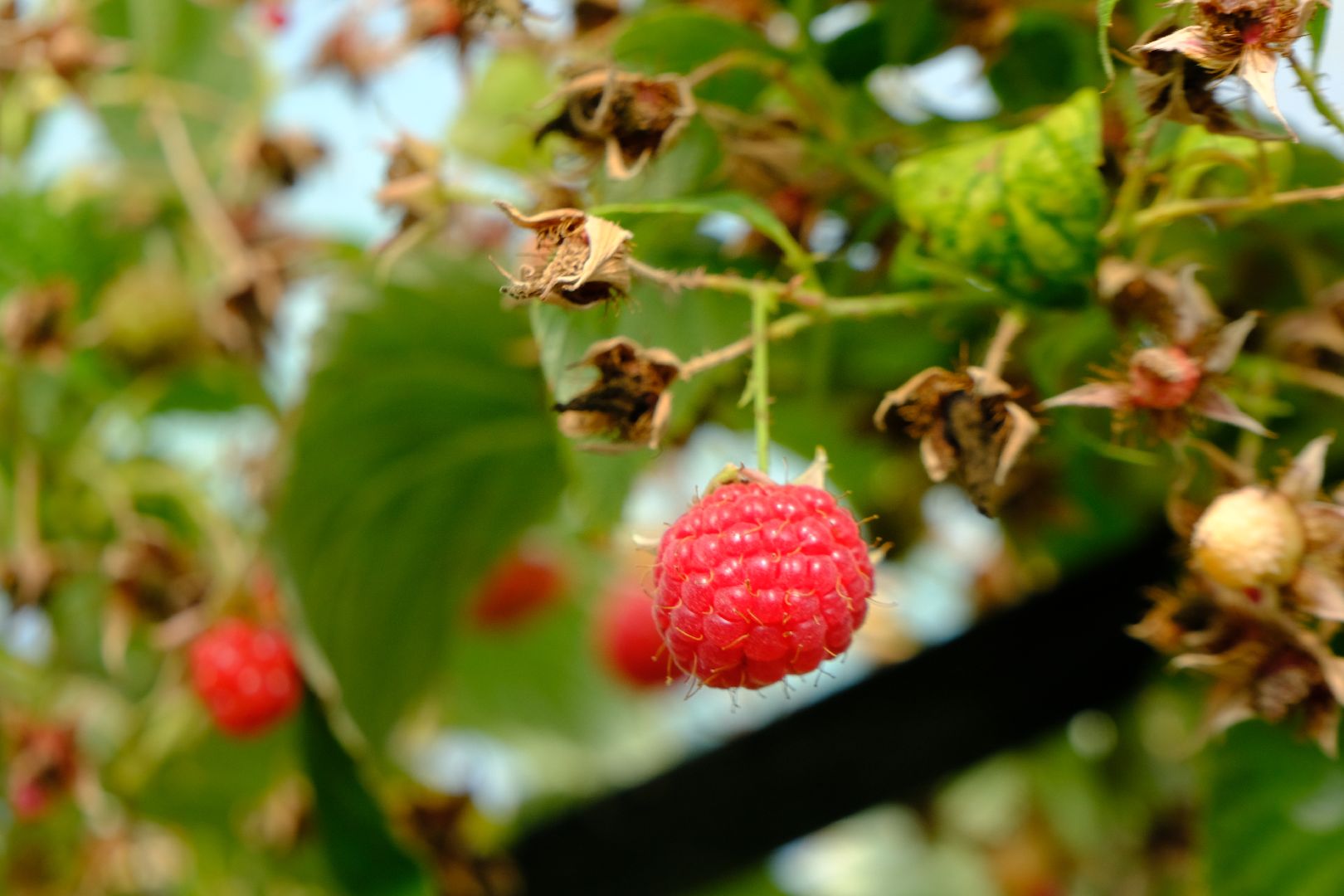 пущино, сельское хозяйство, малина, серпухов,