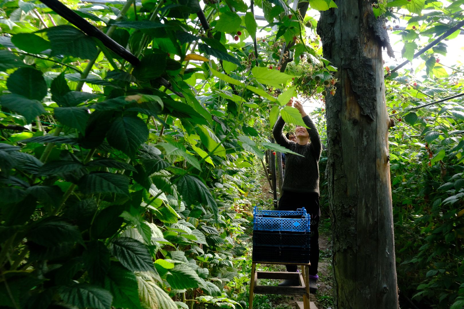 пущино, сельское хозяйство, малина, серпухов,