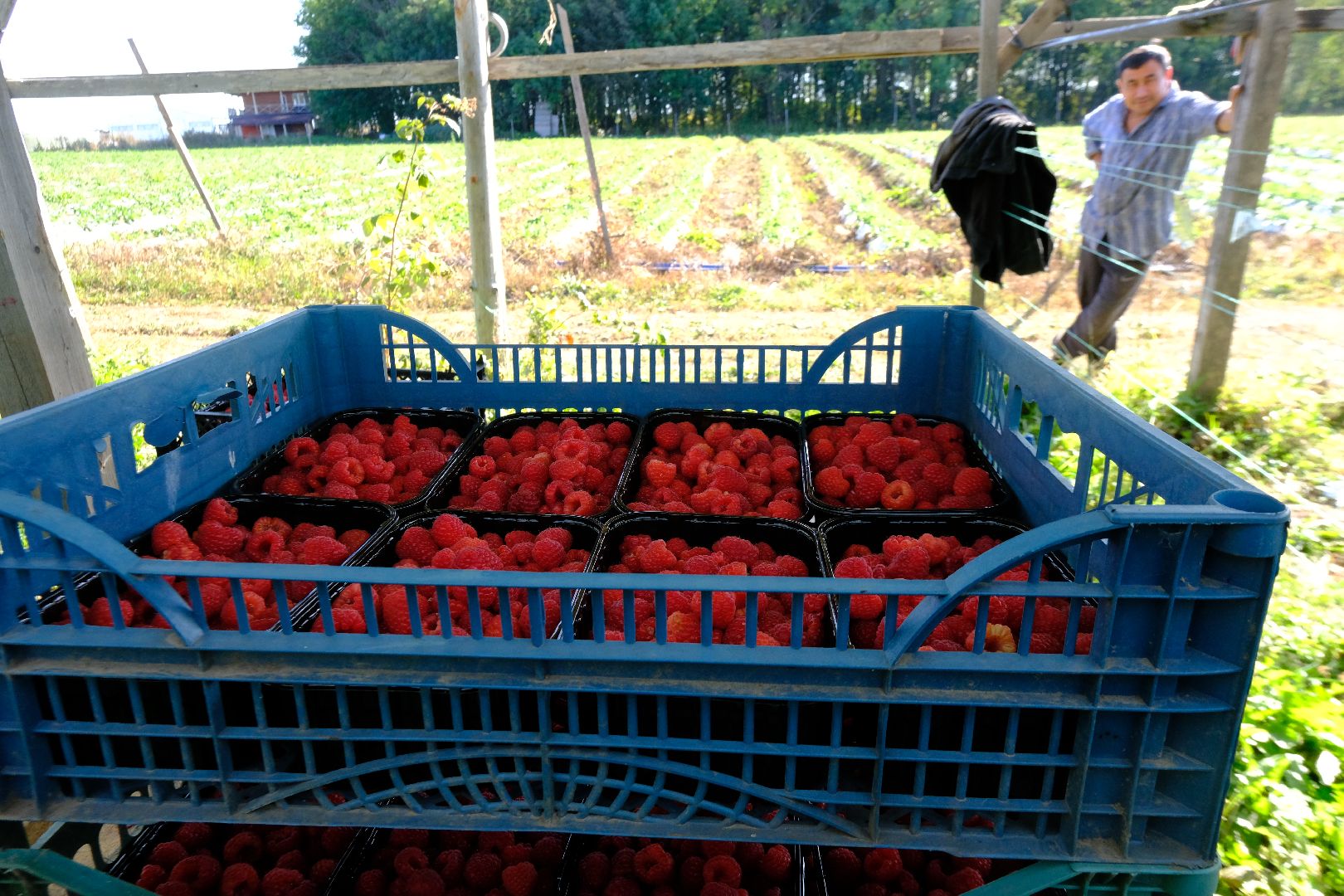 пущино, сельское хозяйство, малина, серпухов,