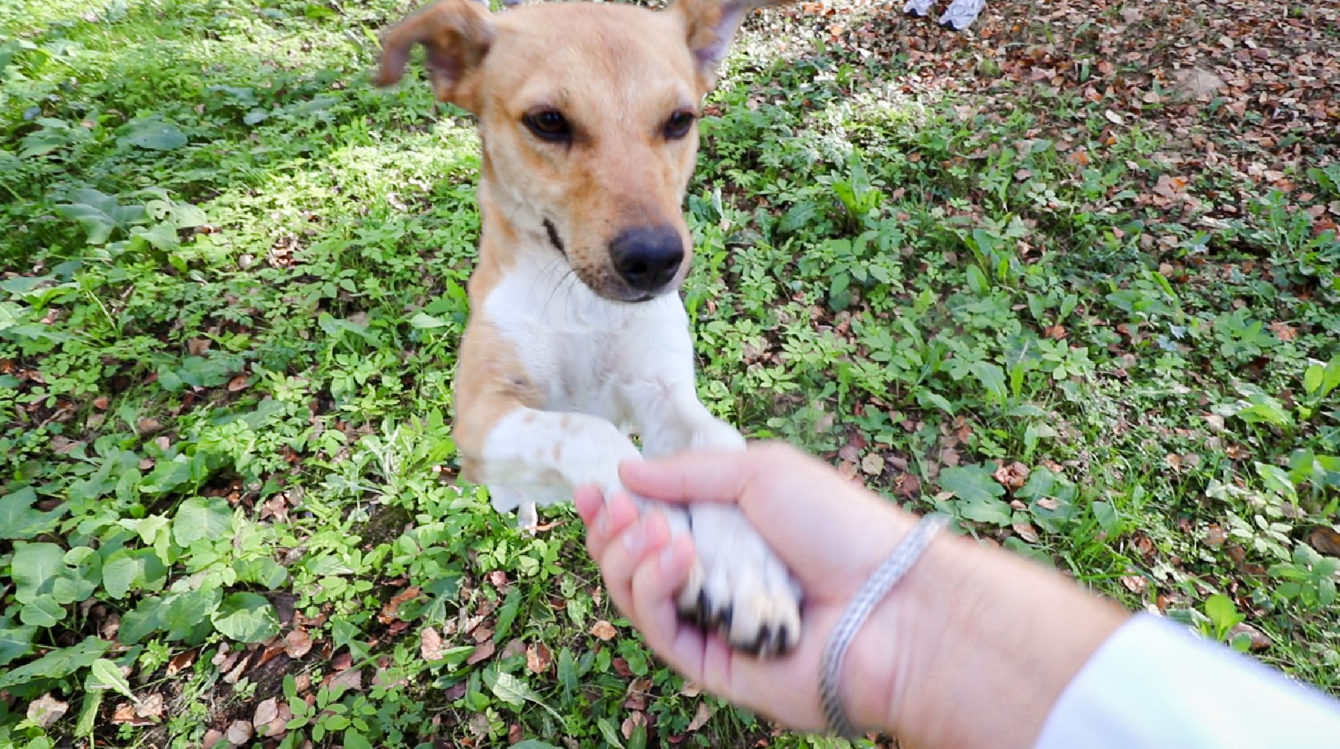 Клин, общество, животные, добрые руки, благотворительная акция,