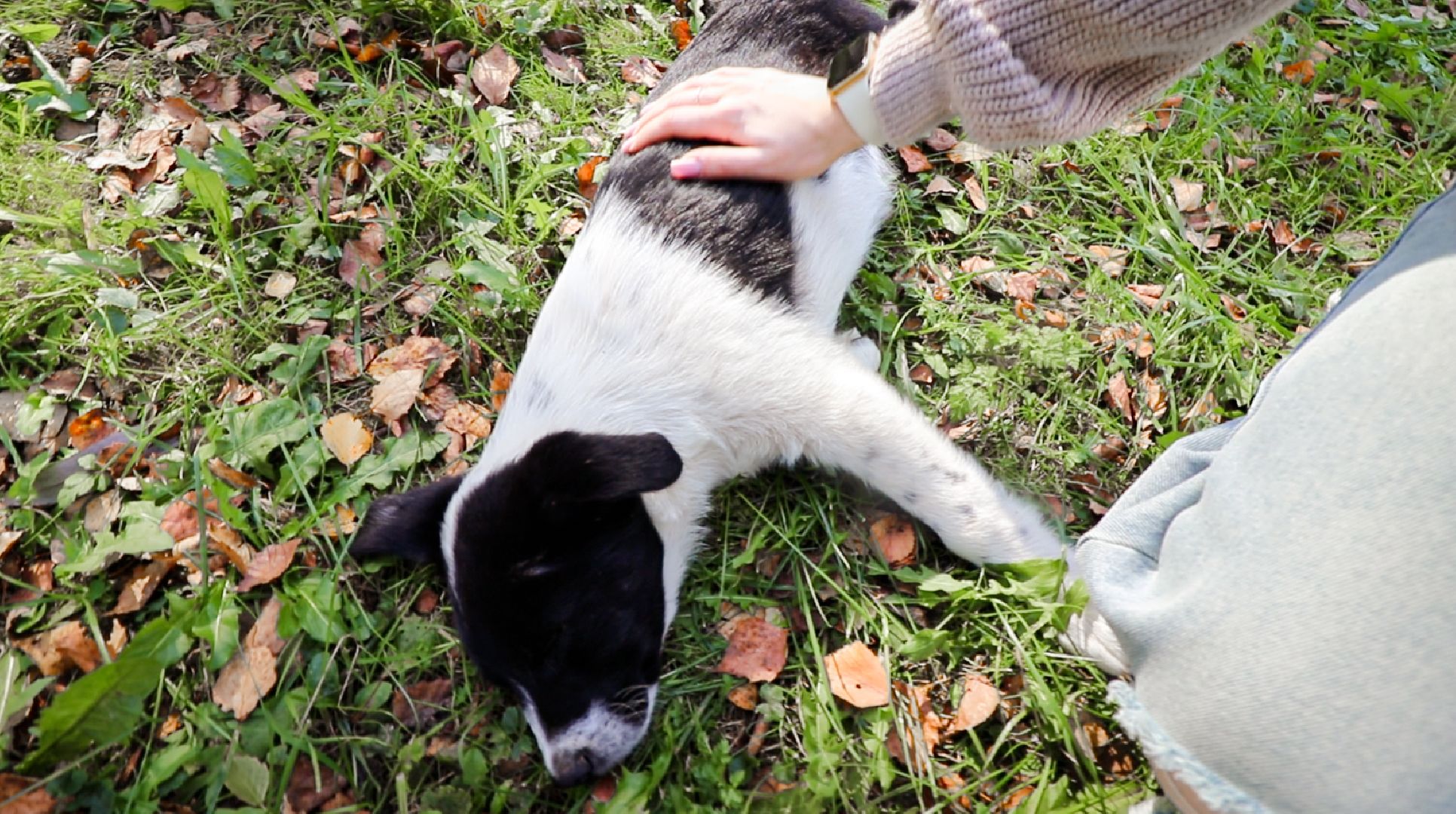 Клин, общество, животные, добрые руки, благотворительная акция,