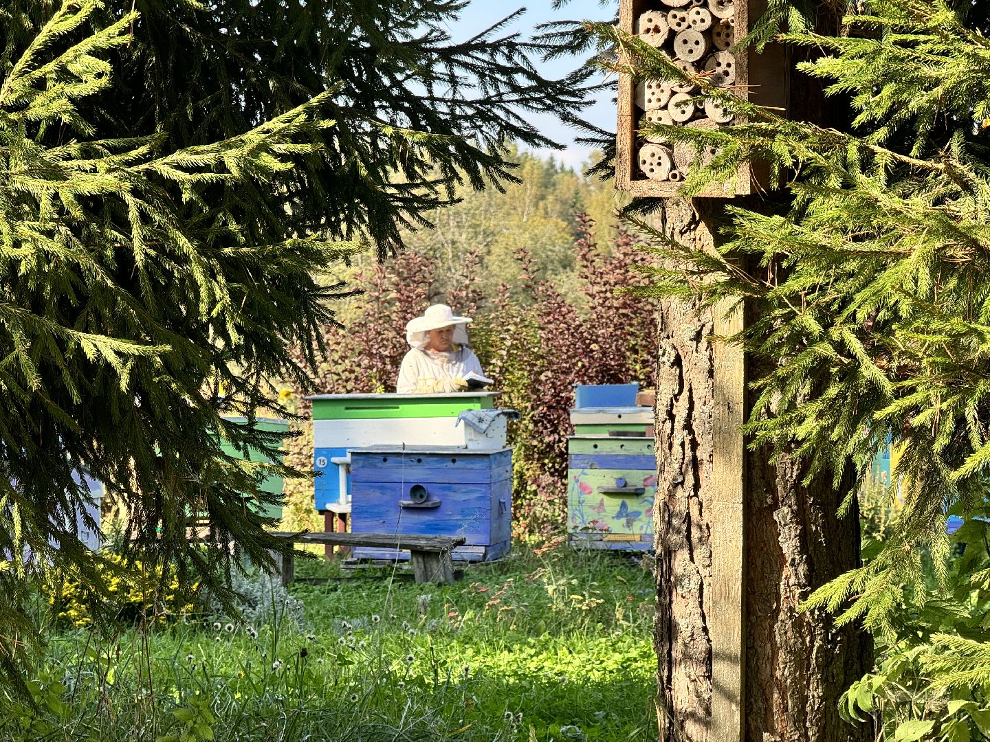 шаховская, мёд, пасека,