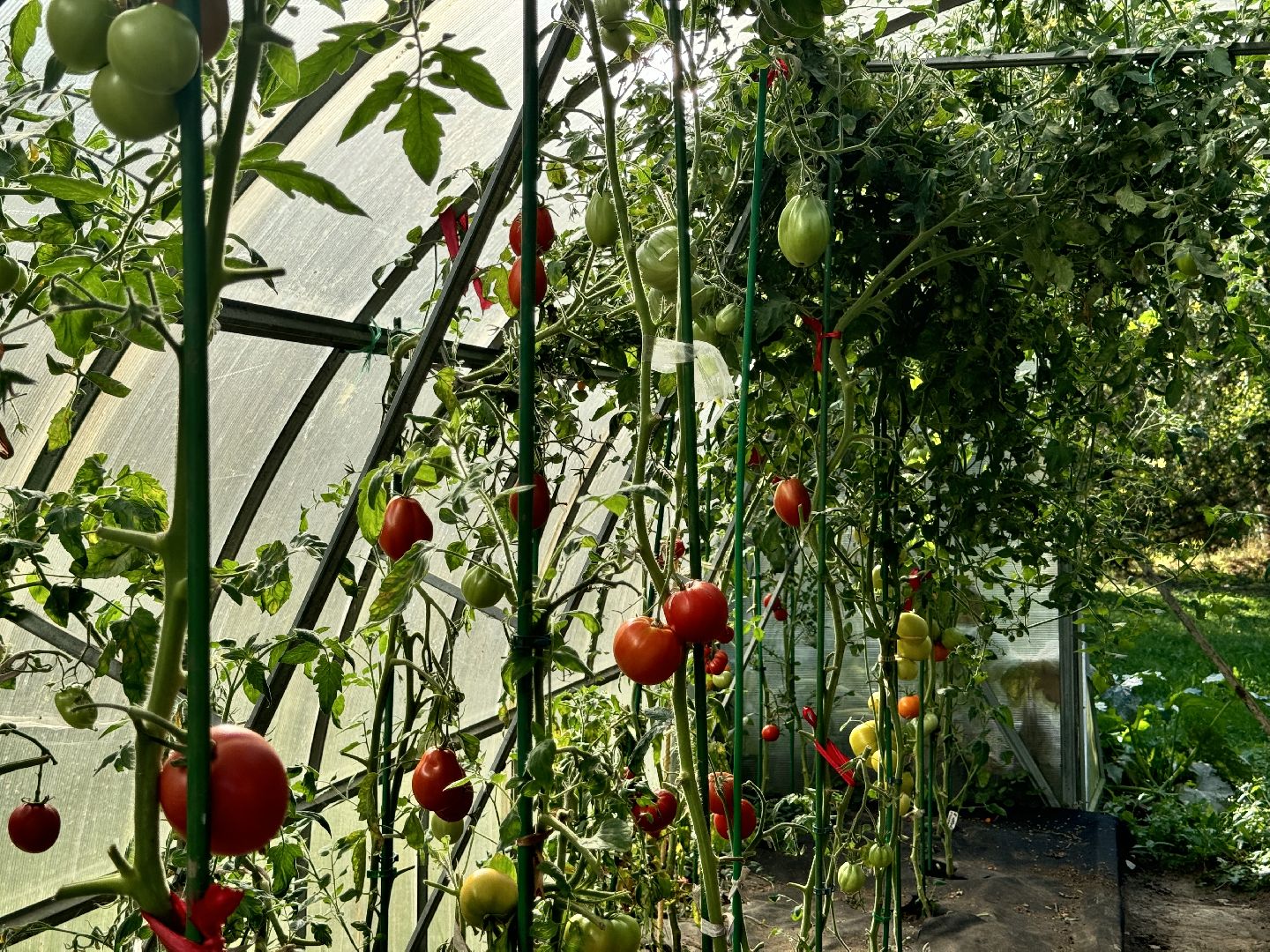 шаховская, мёд, пасека,