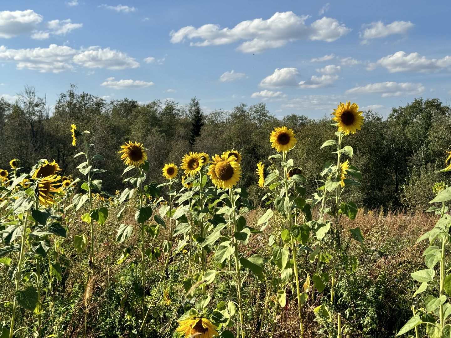 шаховская, мёд, пасека,