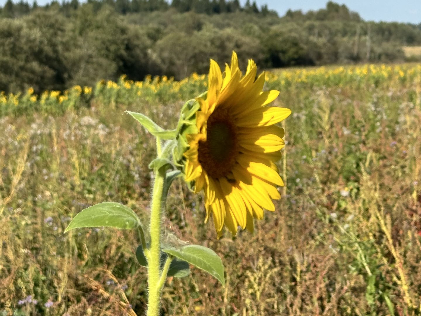 шаховская, мёд, пасека,