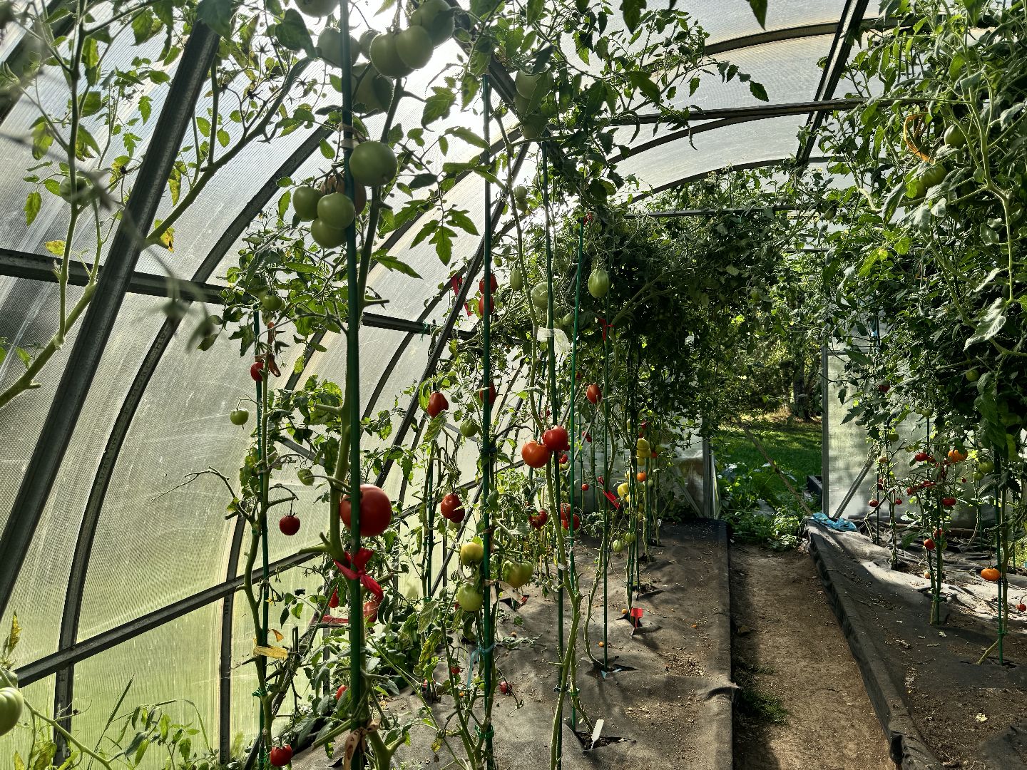 шаховская, мёд, пасека,