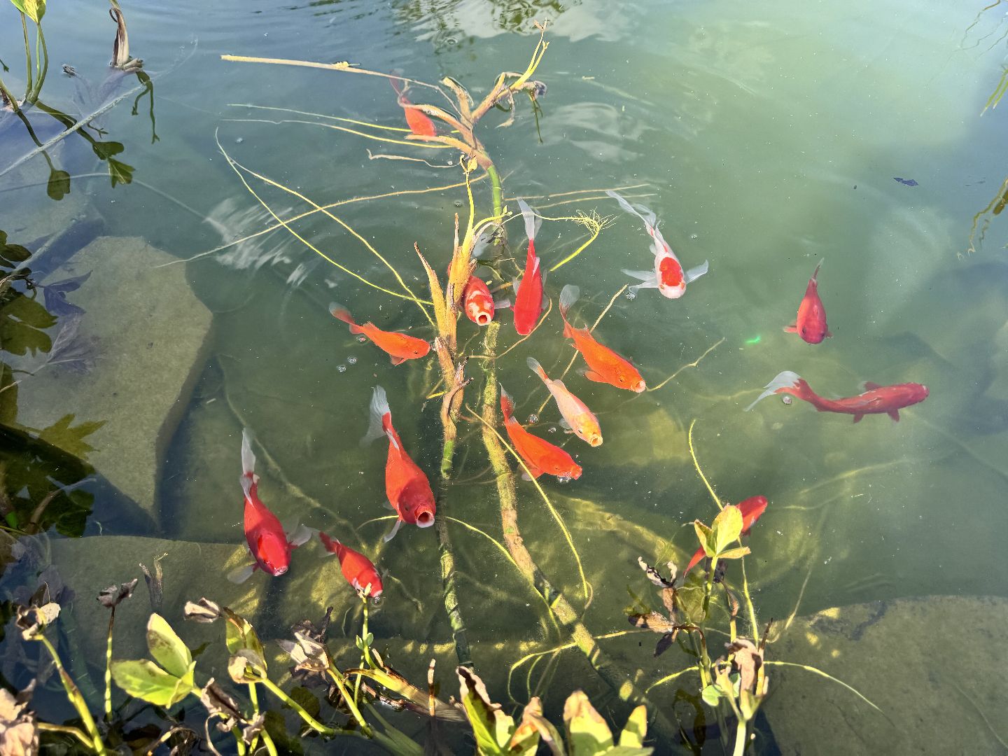 шаховская, мёд, пасека,