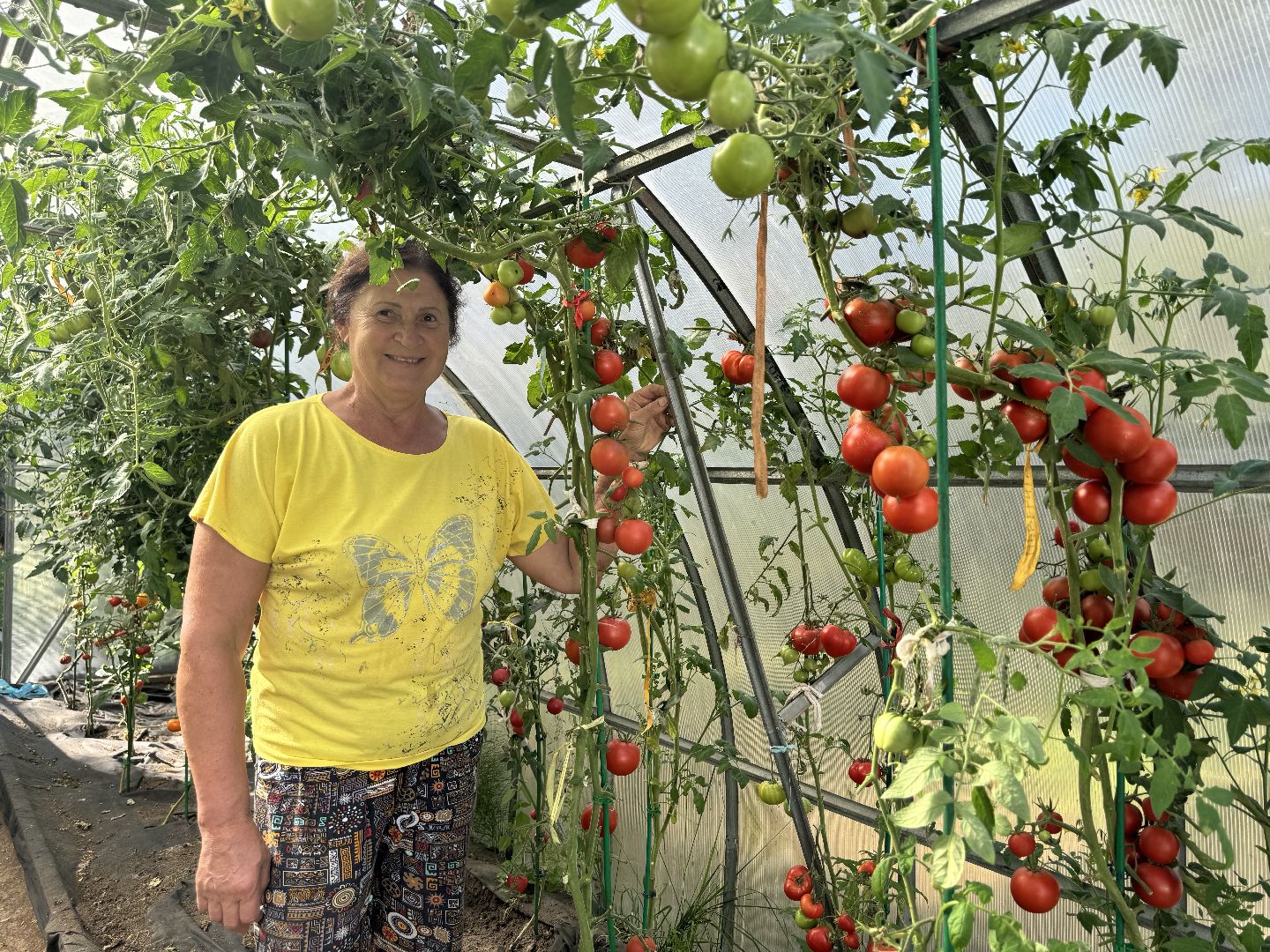 шаховская, мёд, пасека,