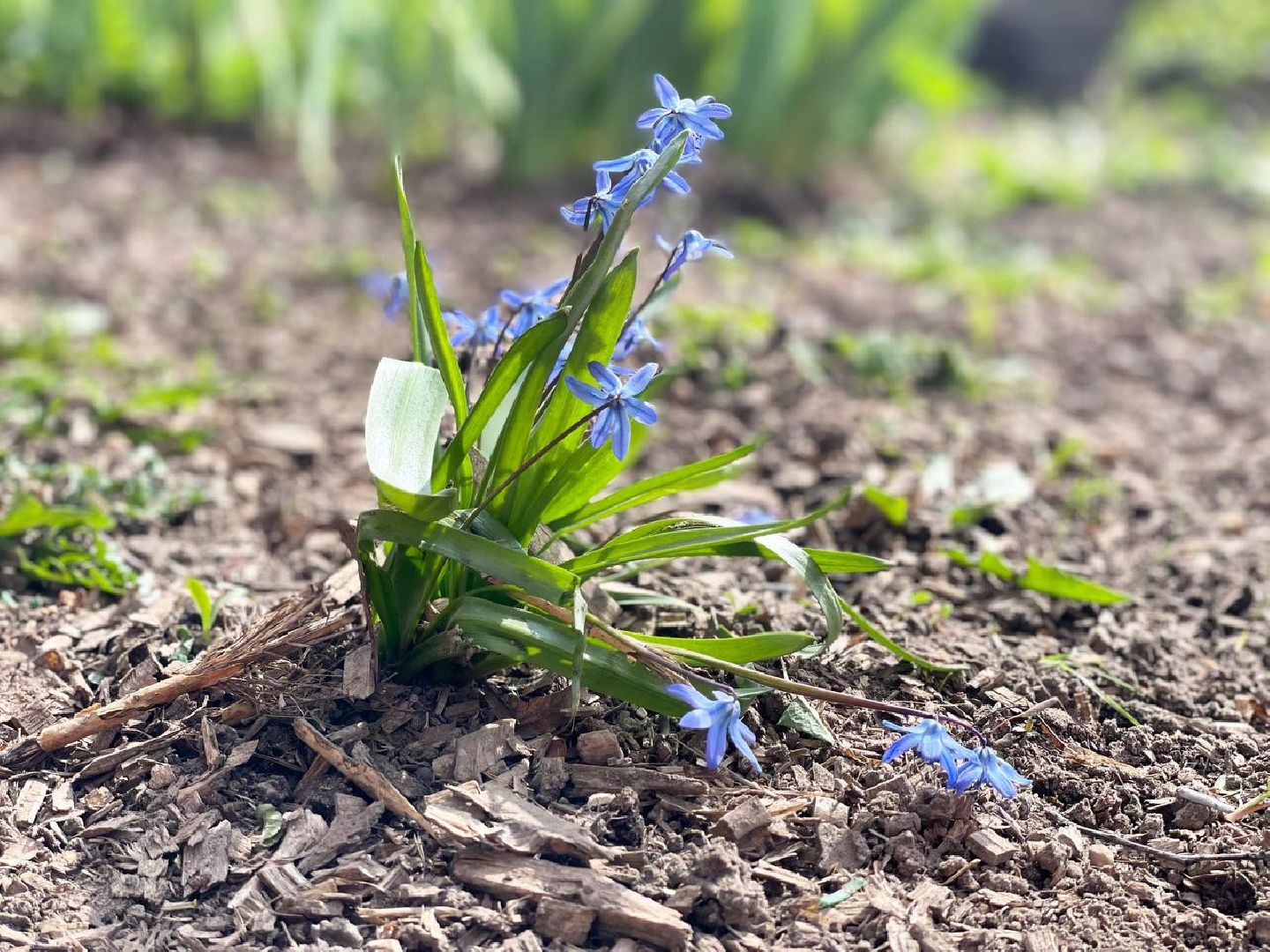 Сергиево-Посадский городской округ, Сергиев Посад, Субботник, Уборка, Художники, Благоустройство