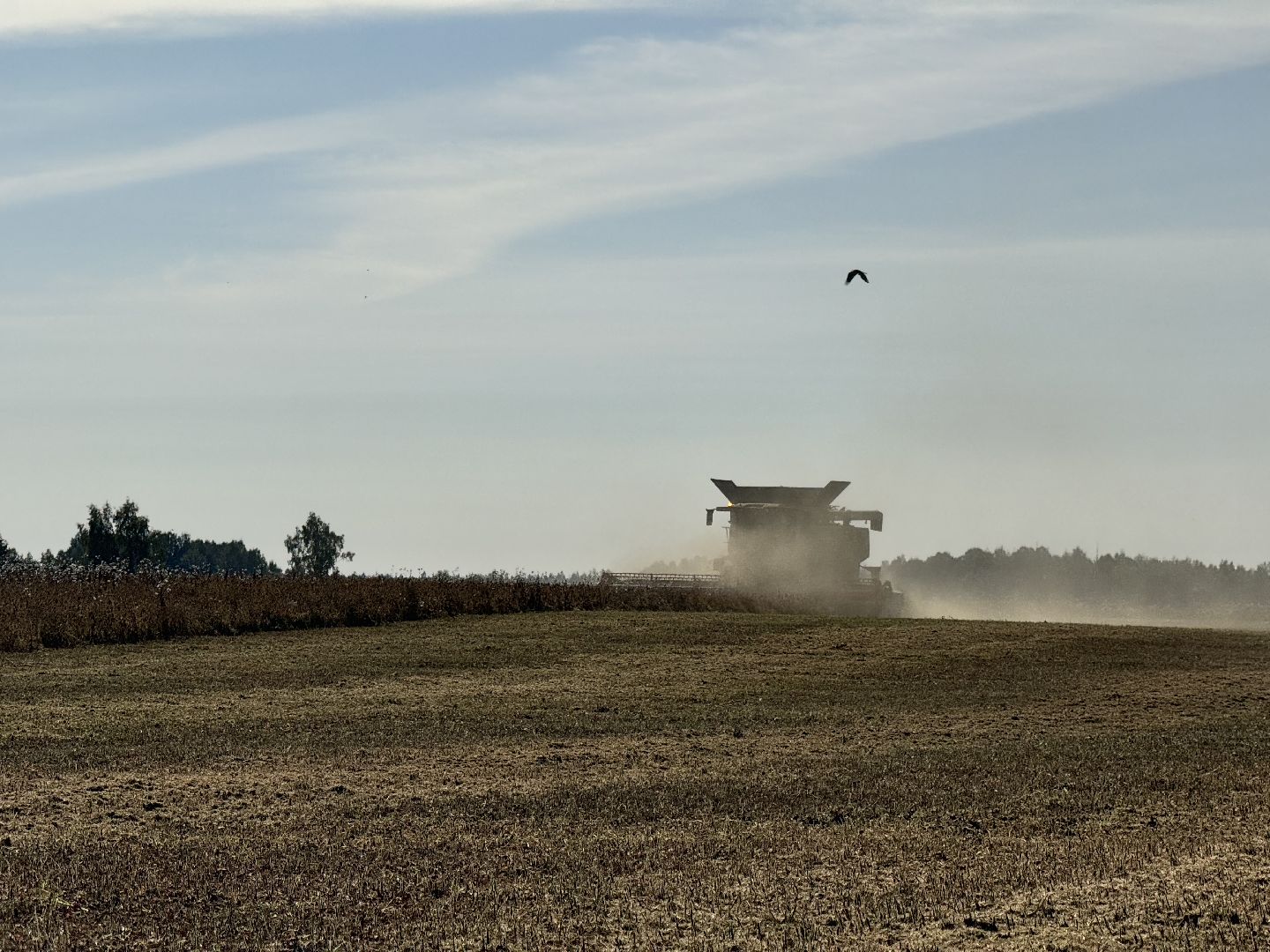 шаховская, уборка урожая, соя, рапс,