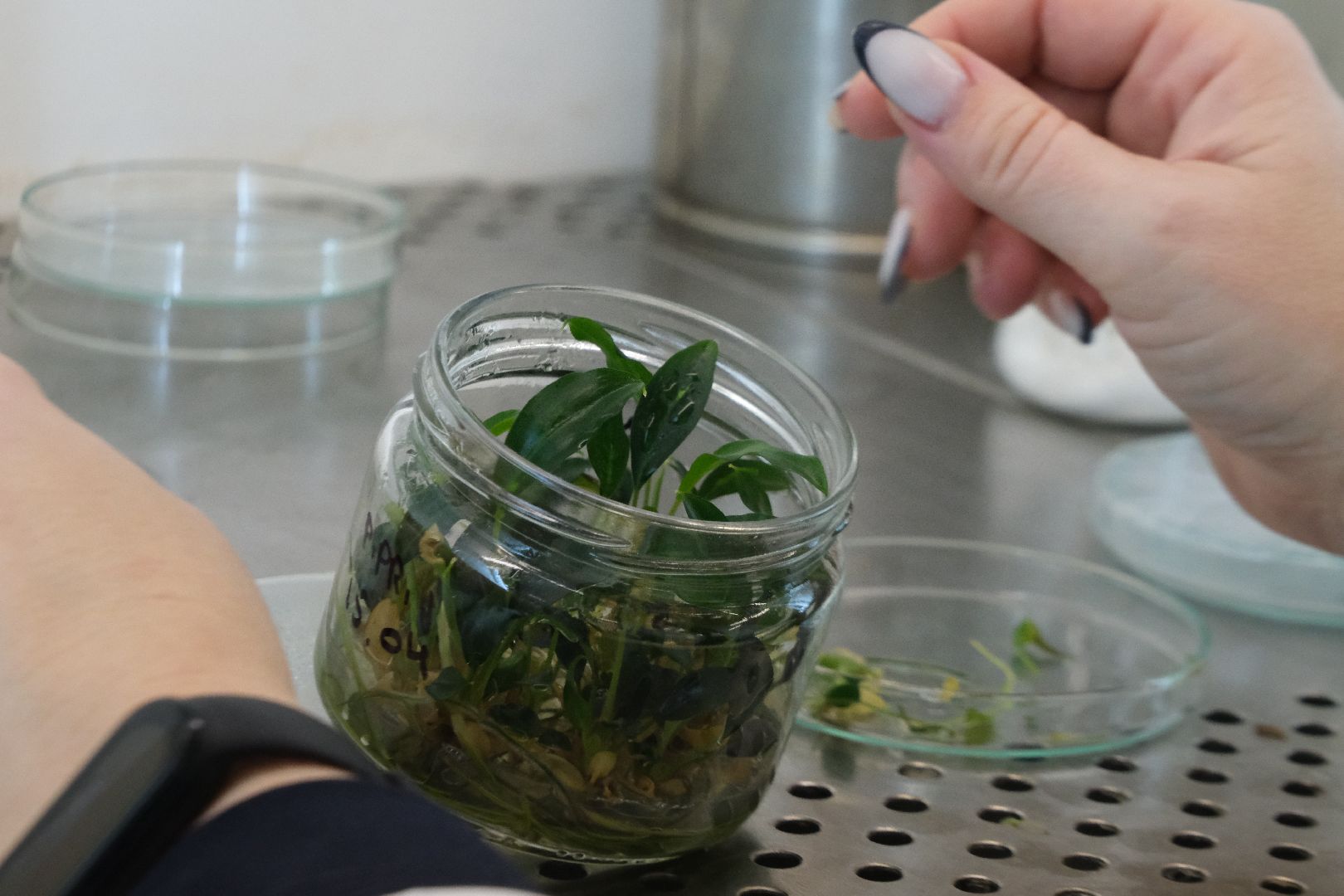 пущино, серпухов, сельское хозяйство, наука, производство, стартап,