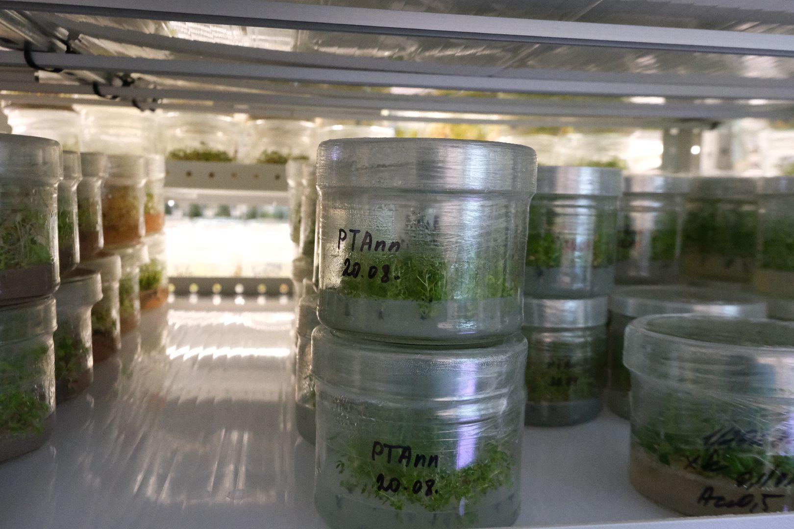 пущино, серпухов, сельское хозяйство, наука, производство, стартап,