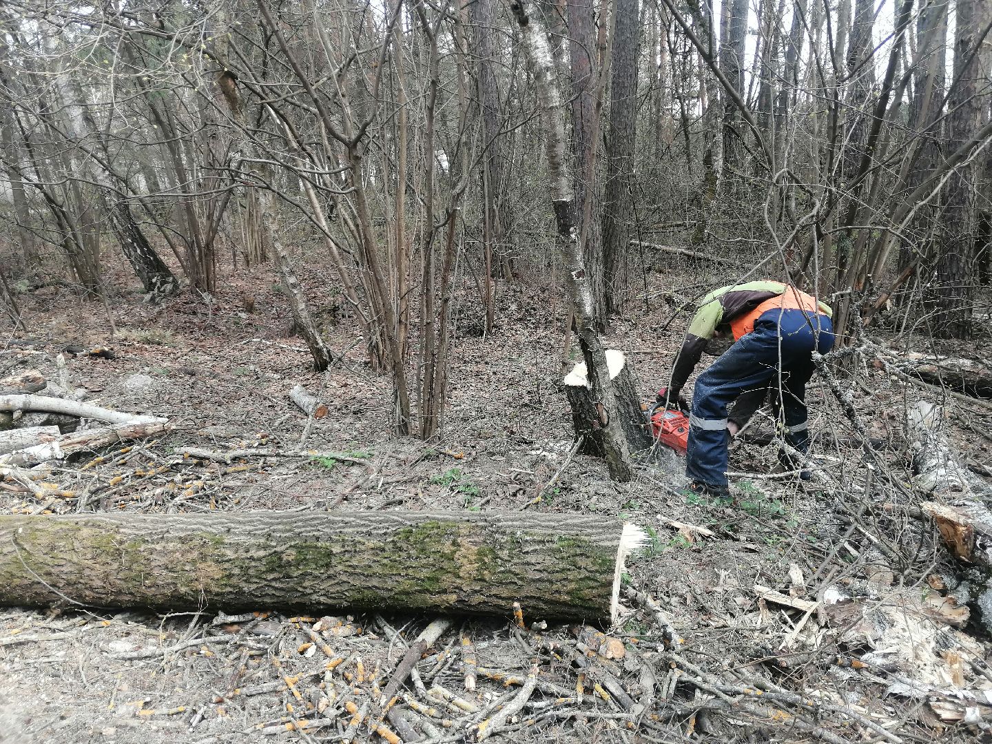 опил, весна, Протвино, рубеж обороны, аварийные деревья