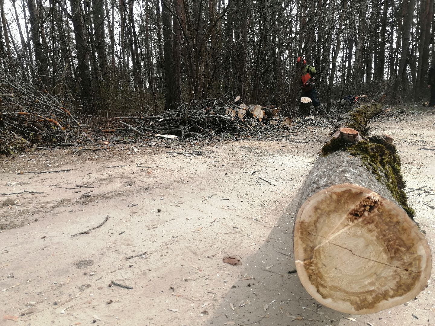 опил, весна, Протвино, рубеж обороны, аварийные деревья