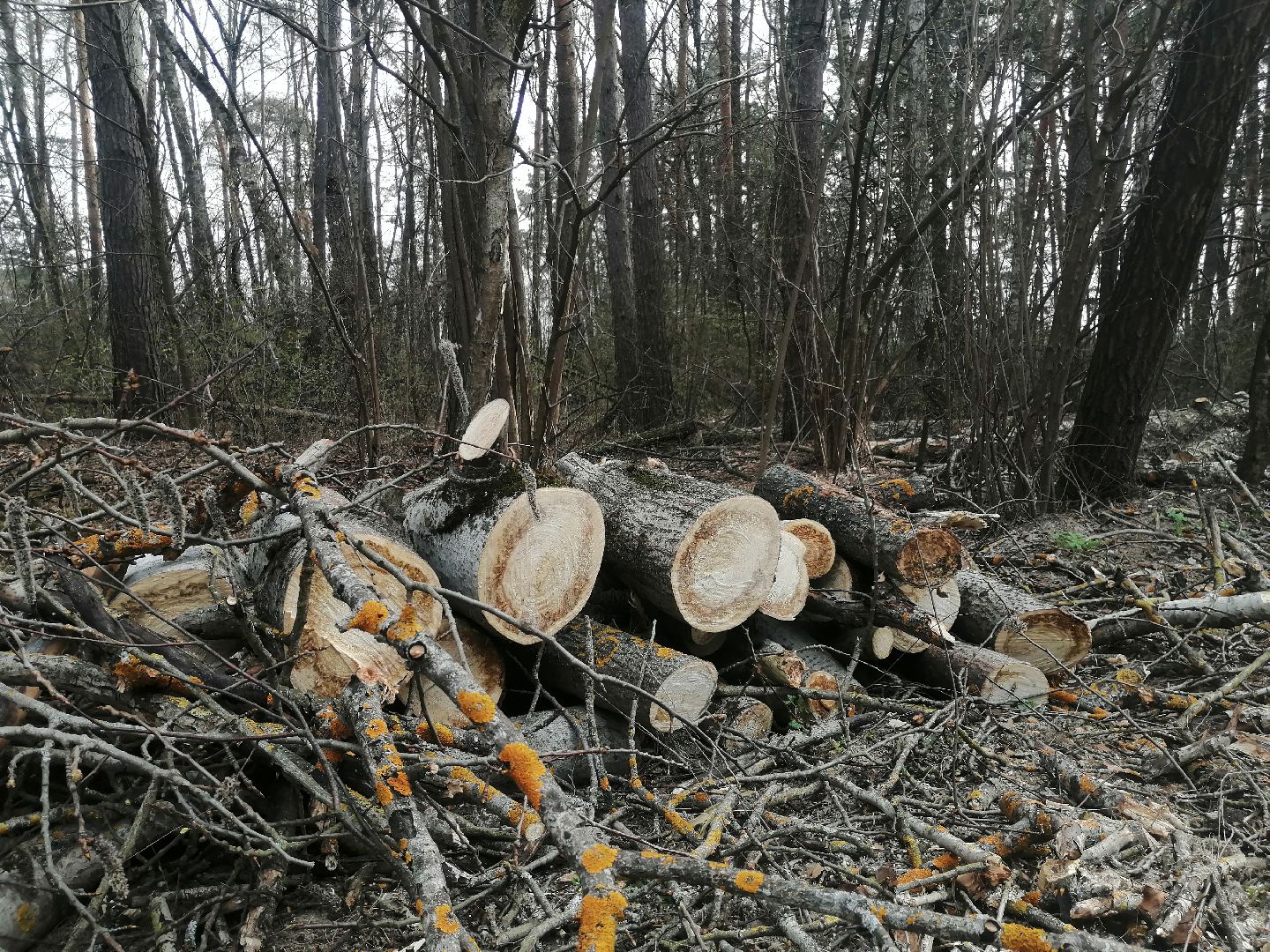 опил, весна, Протвино, рубеж обороны, аварийные деревья