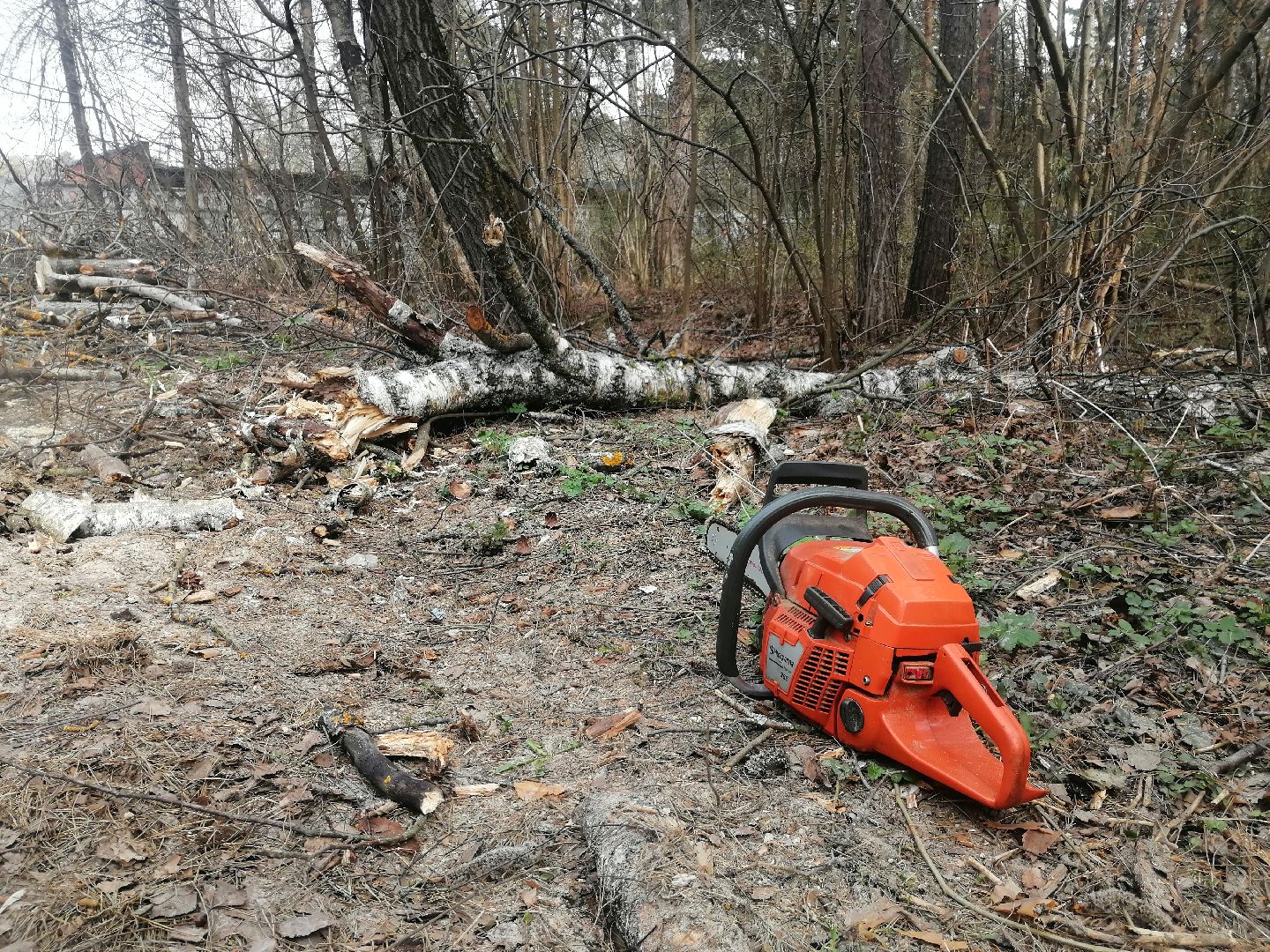 опил, весна, Протвино, рубеж обороны, аварийные деревья