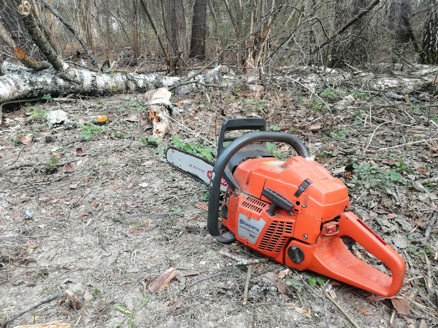 опил, весна, Протвино, рубеж обороны, аварийные деревья