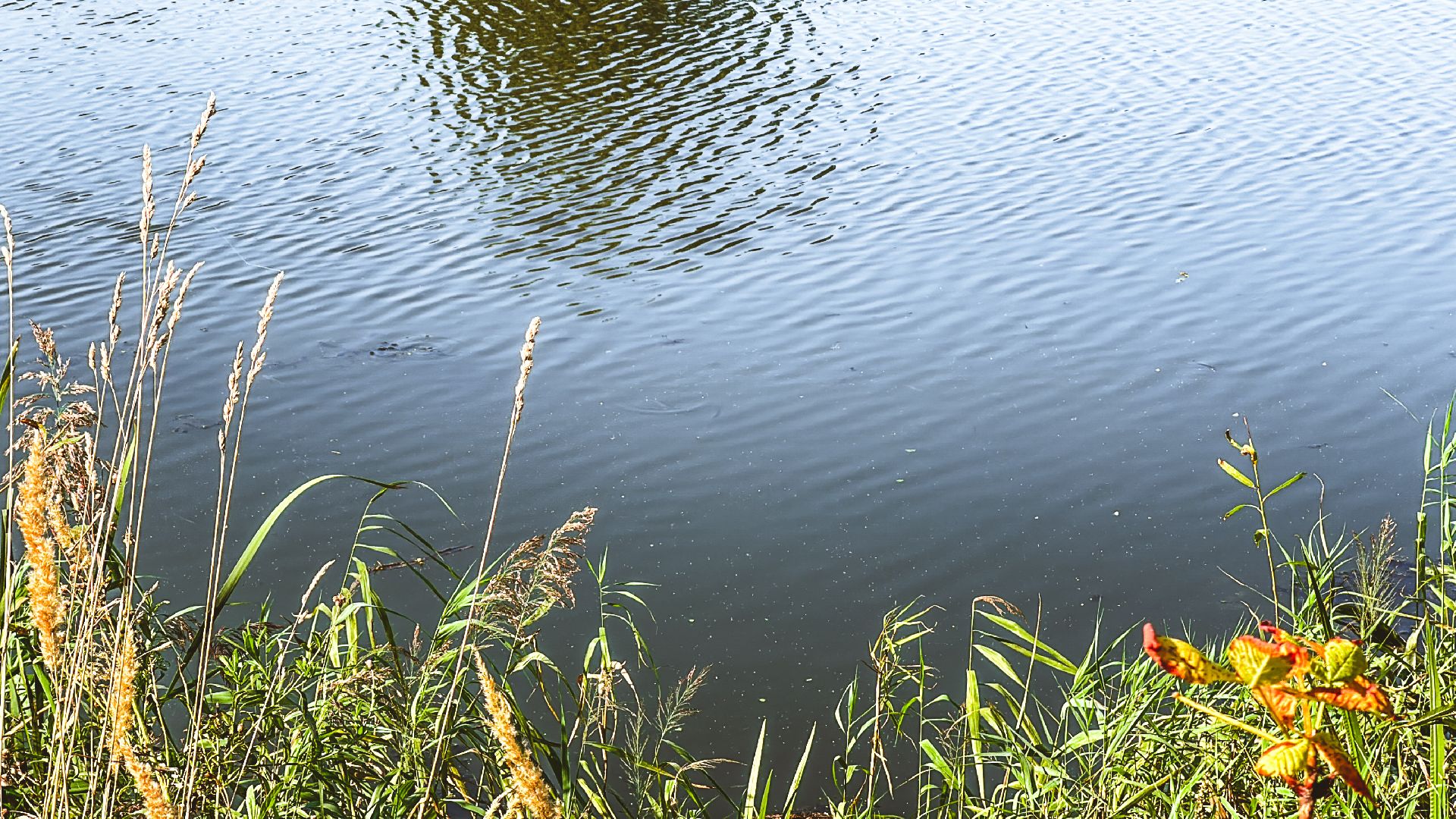 Клин, общество, экология, очистка реки,