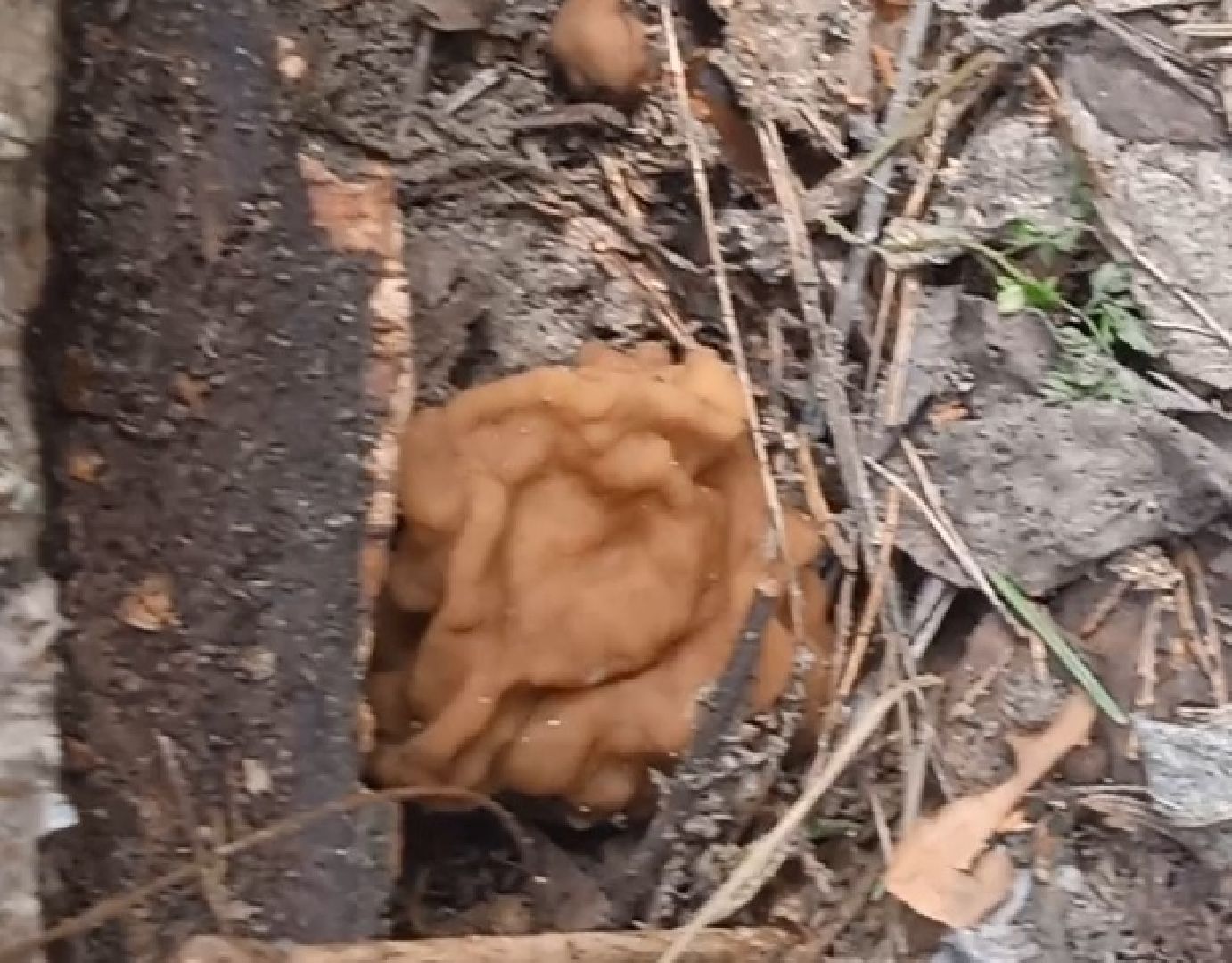 грибы, Цаговский, лес, строчки