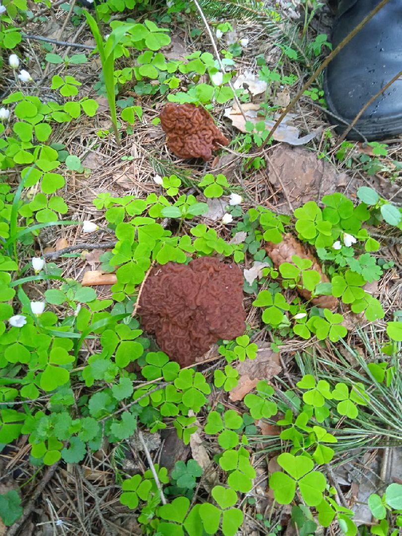 грибы, Цаговский, лес, строчки