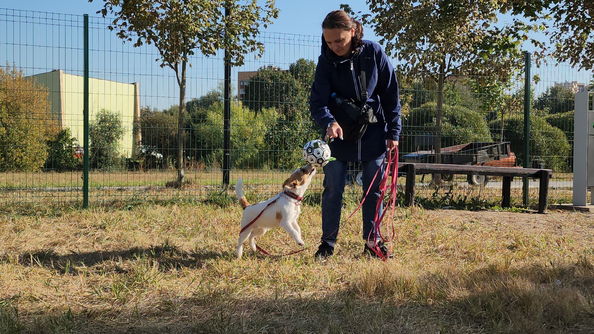 площадка для выгула собак, Долгопрудный, благоустройство,