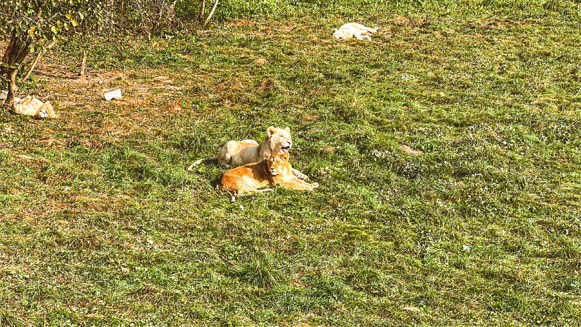 Клин, общество, волонтеры, благотворительность, животные,