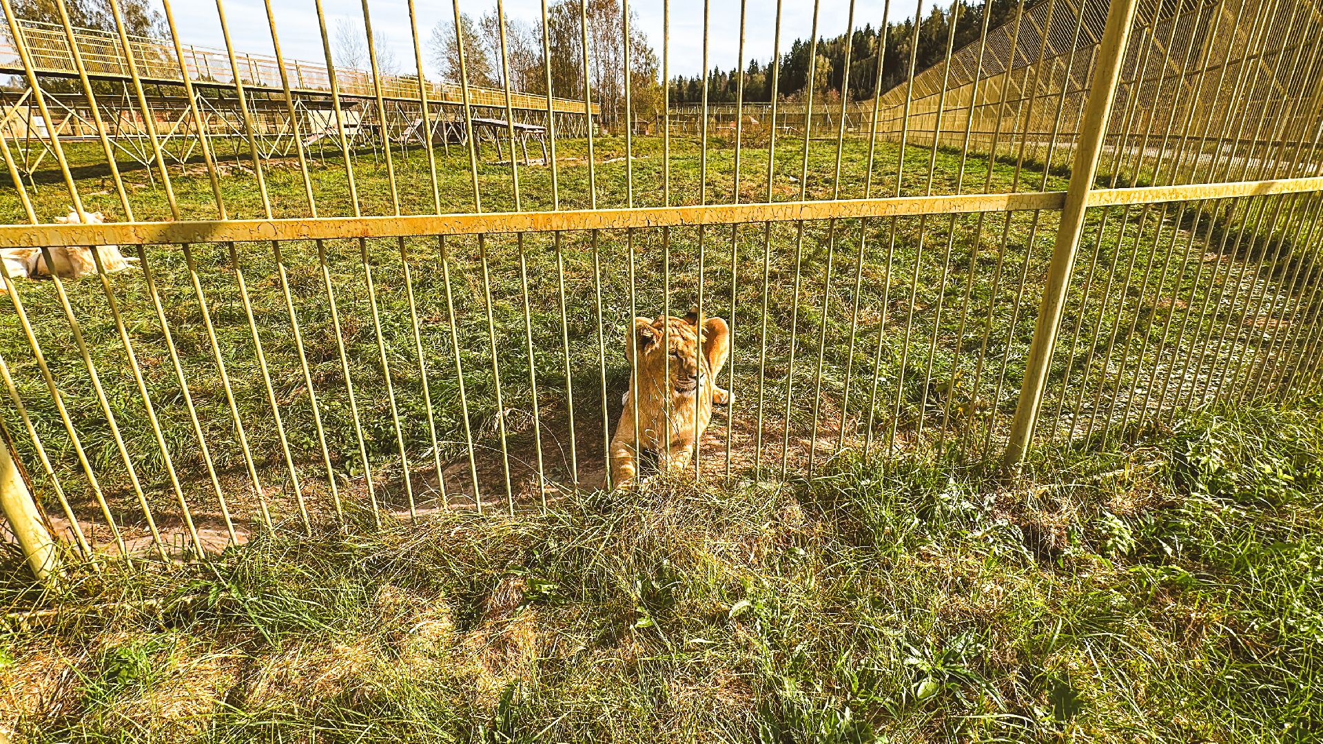 Клин, общество, волонтеры, благотворительность, животные,