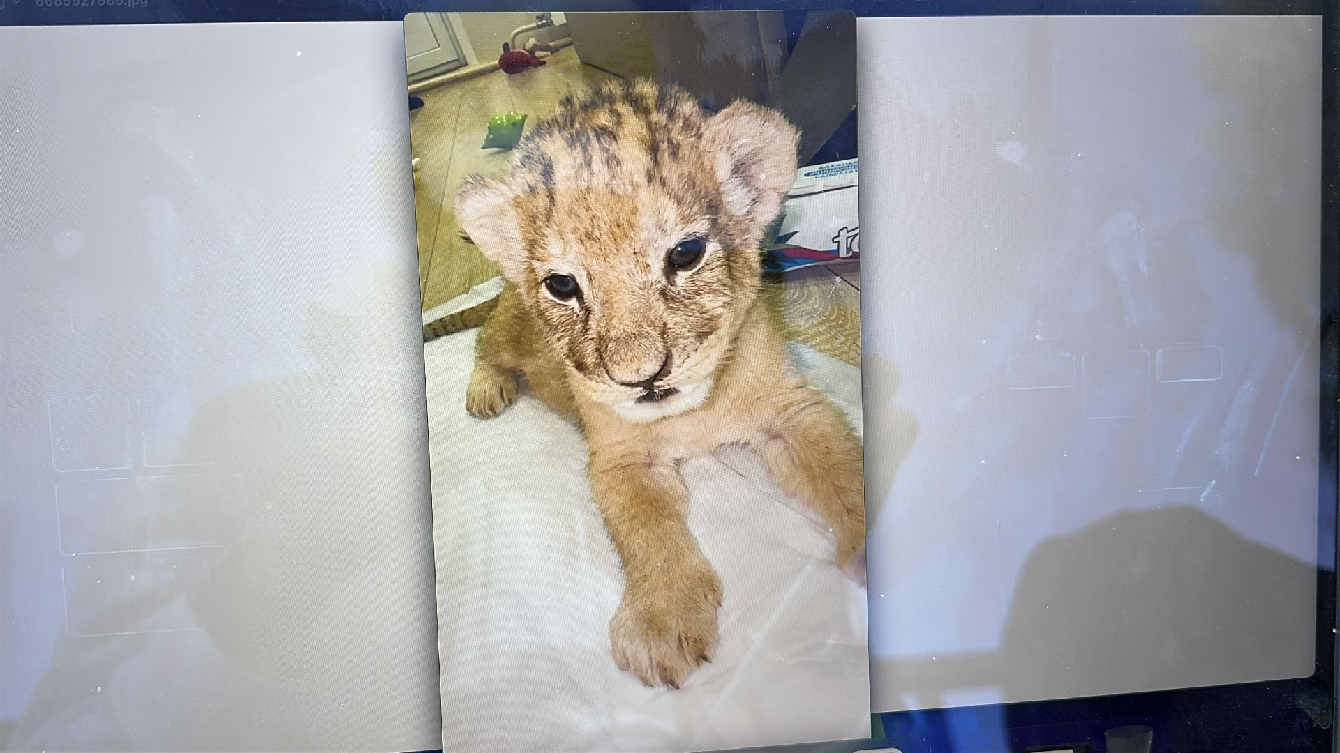 Клин, общество, волонтеры, благотворительность, животные,