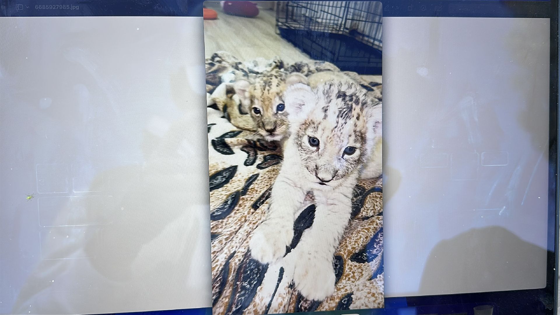 Клин, общество, волонтеры, благотворительность, животные,