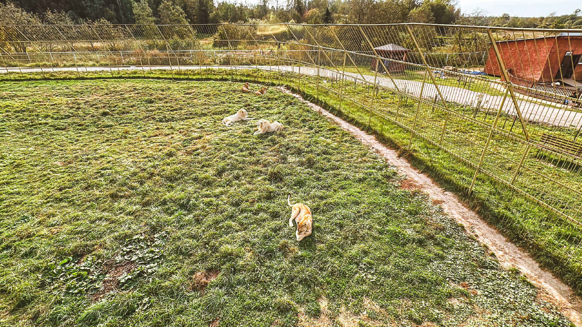 Клин, общество, волонтеры, благотворительность, животные,