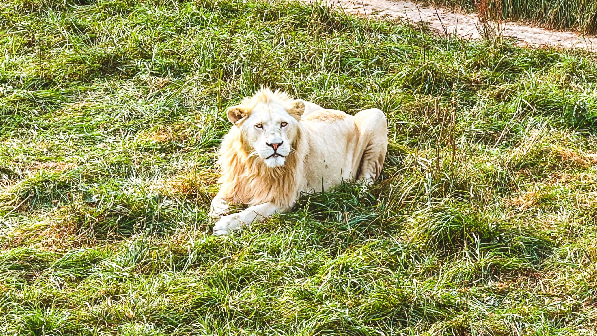 Клин, общество, волонтеры, благотворительность, животные,