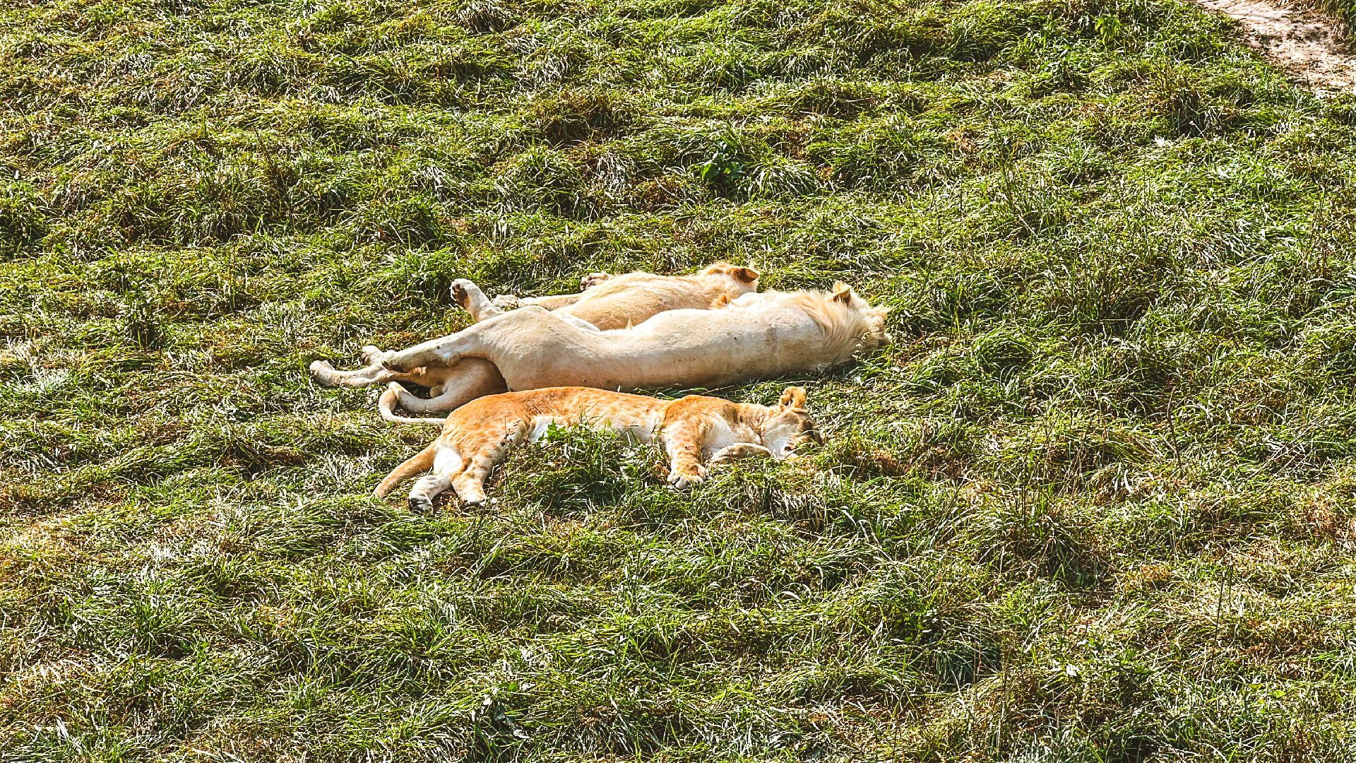 Клин, общество, волонтеры, благотворительность, животные,